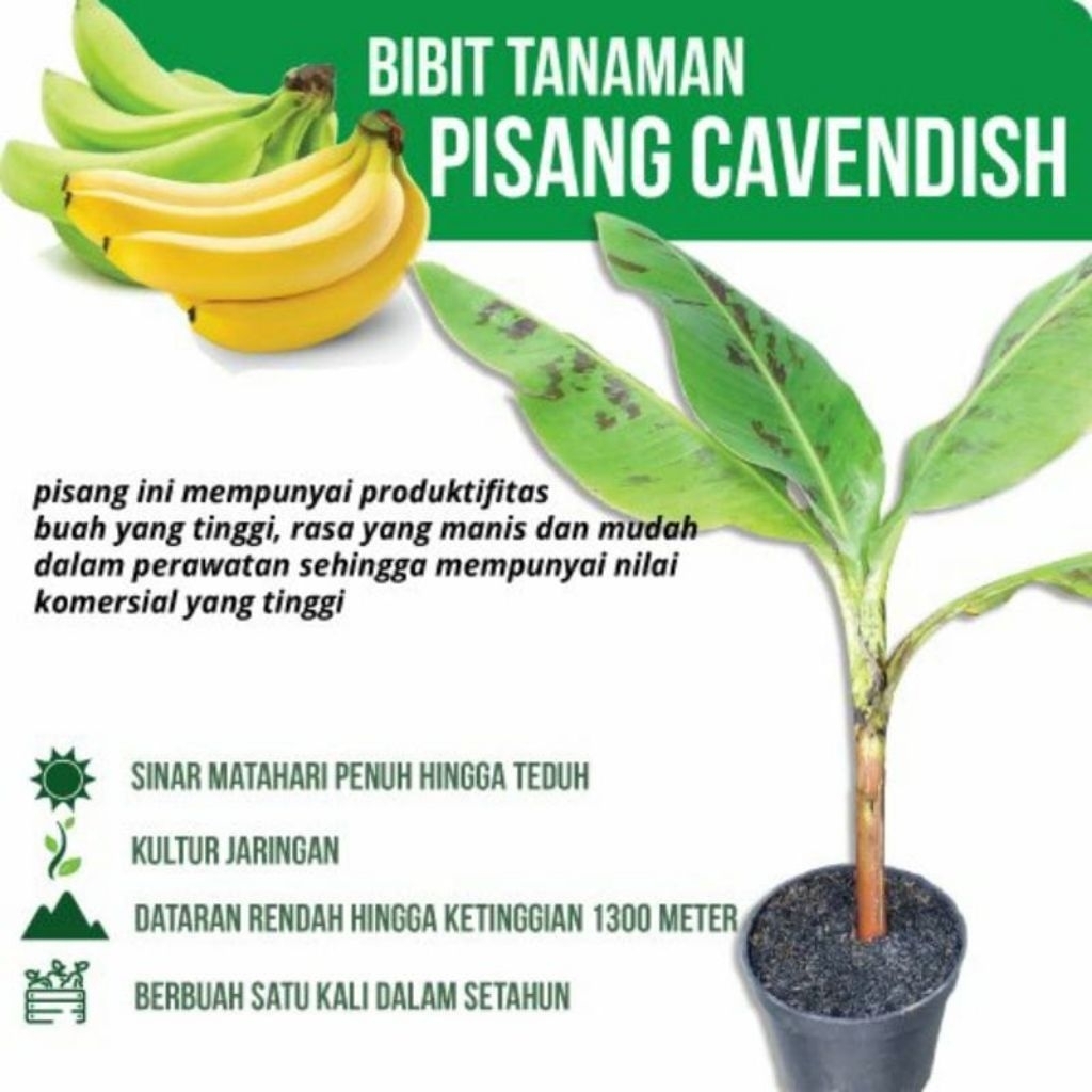 BIBIT TANAMAN PISANG JENIS CAVENDISH - BIBIT PISANG CAVENDISH