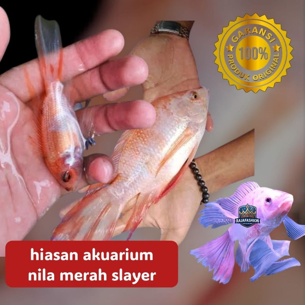 hiasan rumah nila merah slayer cantik stok terbatas