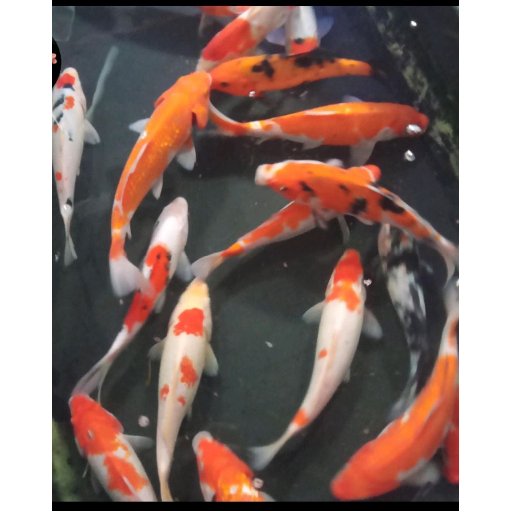 Bibit ikan Koi ukuran 20 cm