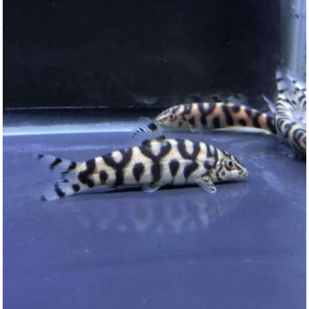 Ikan Botia India / Yoyo Loach / Botia lohachata / Botia Mini
