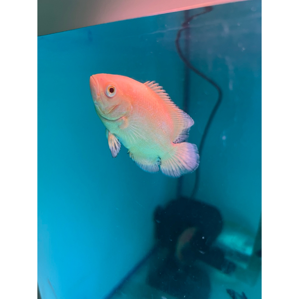 oscar lemon