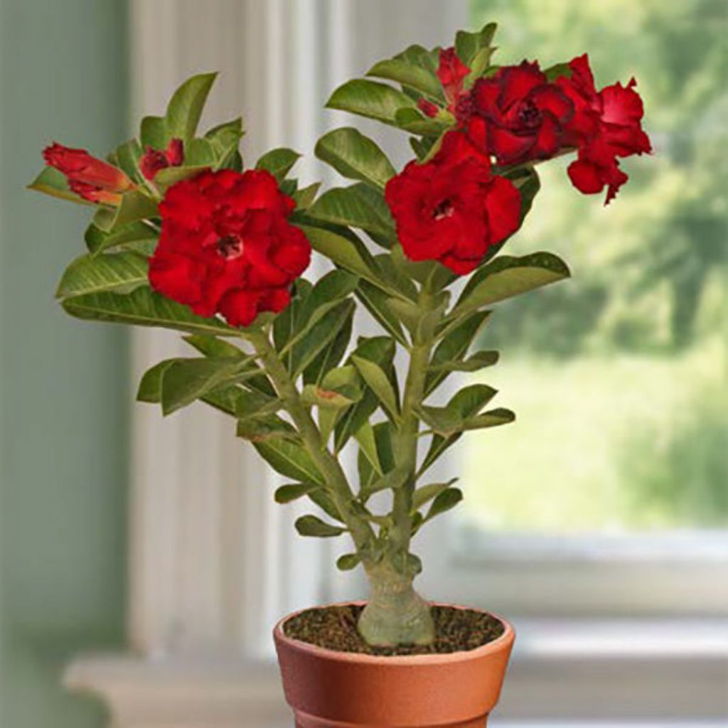 Bibit adenium kamboja jepang bunga merah - adenium bunga merah
