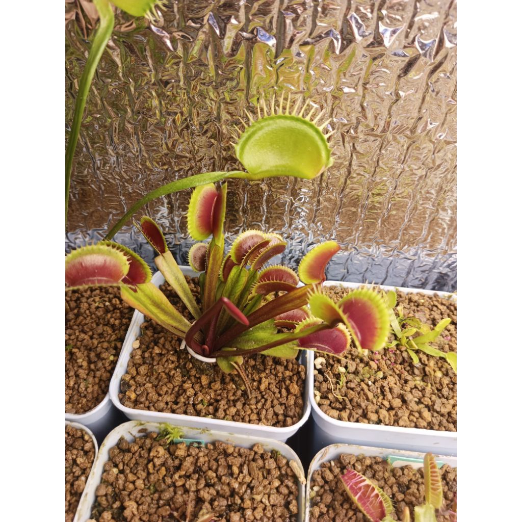 VFT red dentate