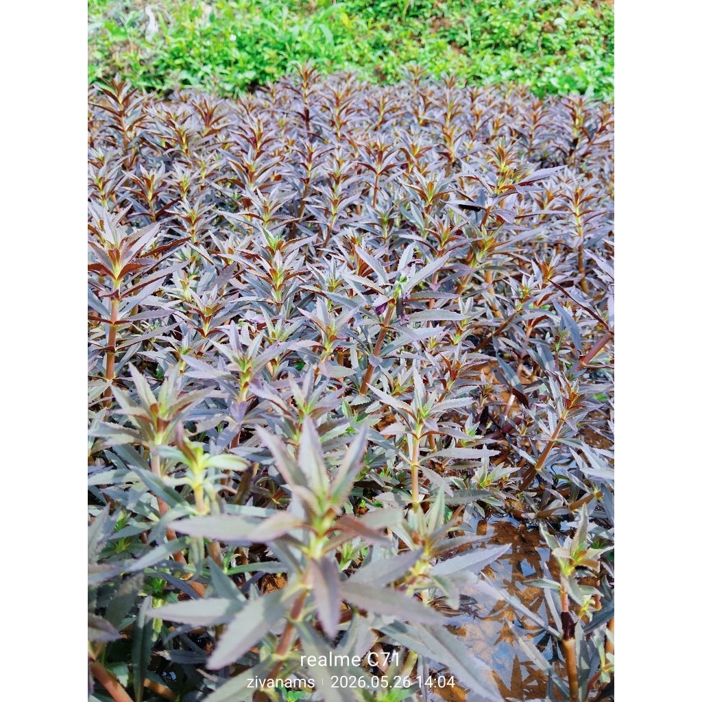 limnophila Aromatica tanaman aquascape