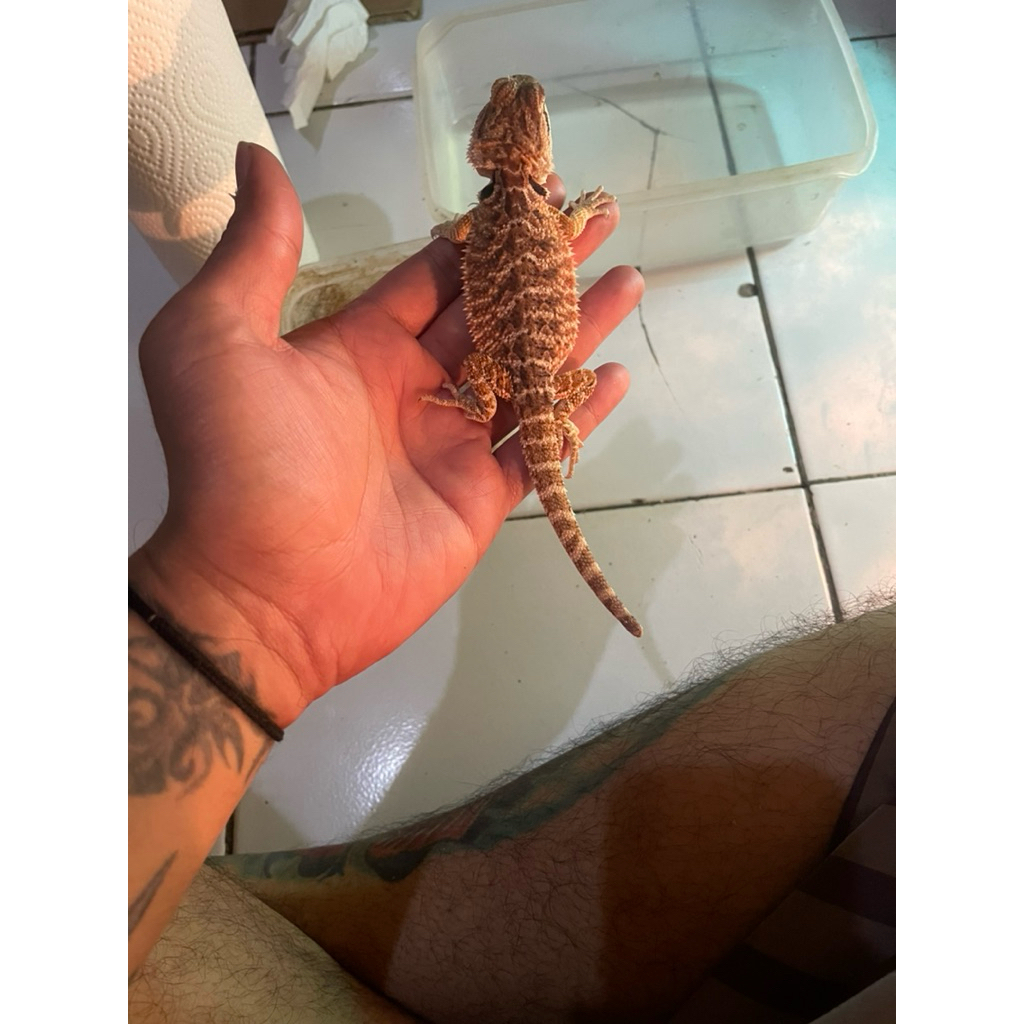 bearded dragon