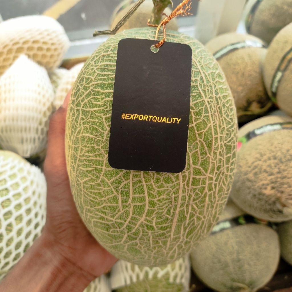 Melon Midori Hydroponik Export Quality -+1,3kg /pcs utuh super fresh hidroponik