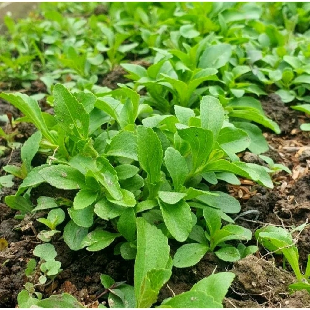BIJI BENIH STEVIA PENGGANTI GULA DIABETES