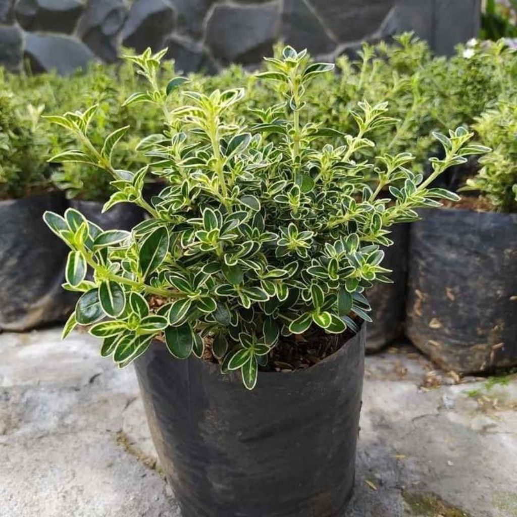 Tanaman Hias Bahan Bonsai Mirten Variegata - Daun Hijau Putih, Bunga Mikro Putih, Tinggi 20-30cm