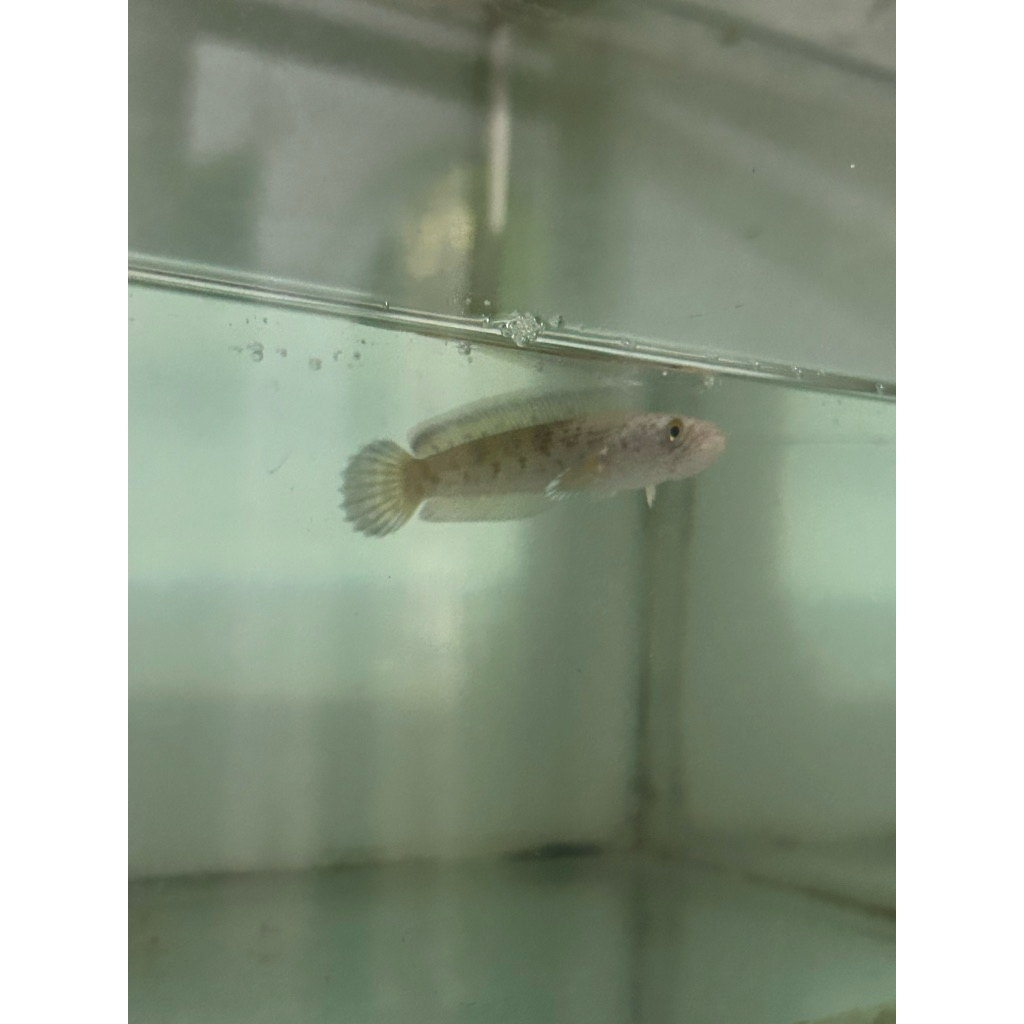 Auranti CB RIM PUTIH 8-10 CM ( Auranti Aseli )