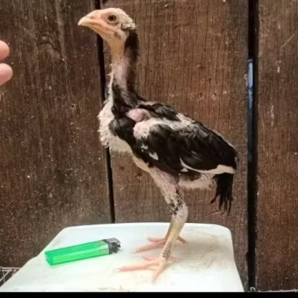 AYAM BANGKOK anak pilihan