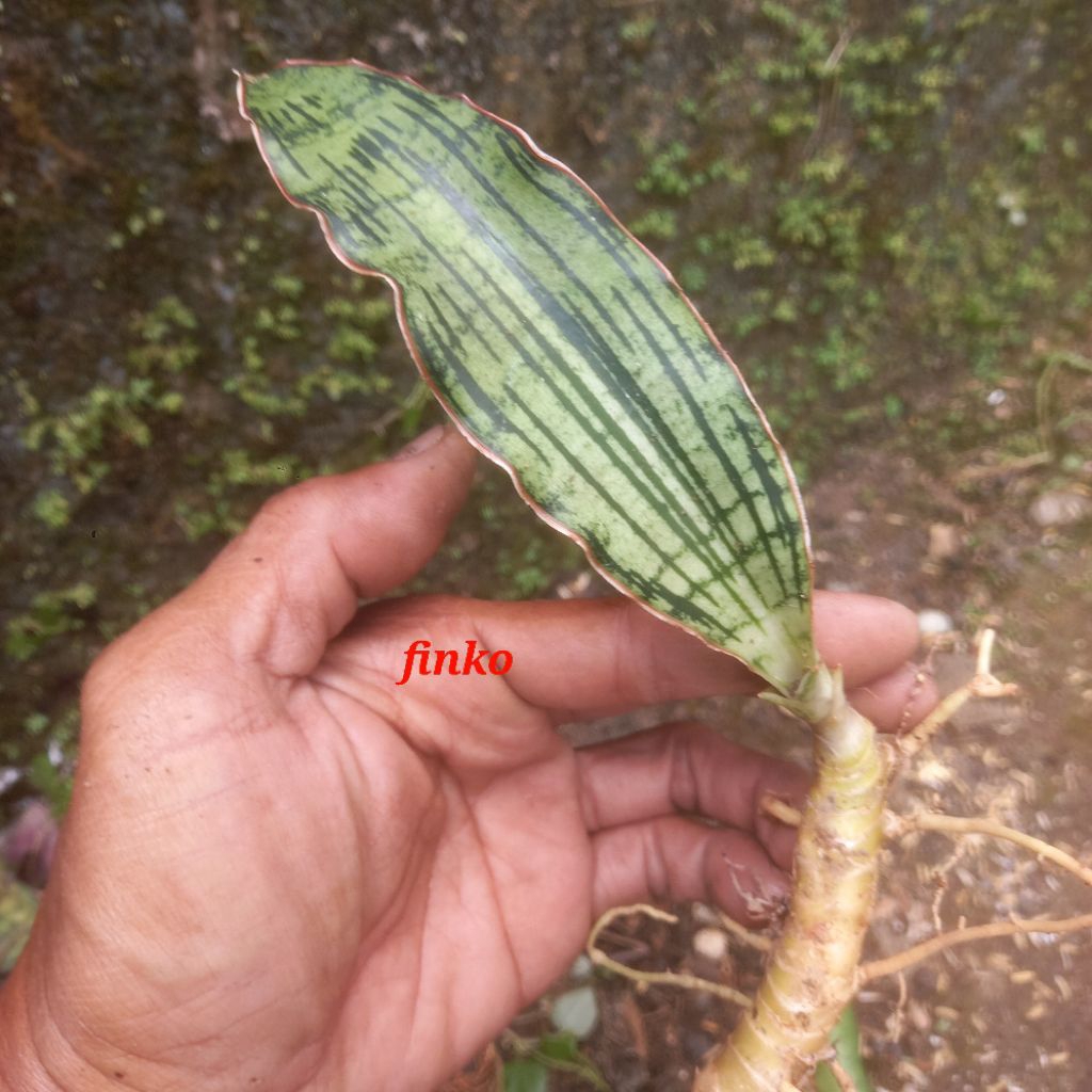 sansevieria cleopatra