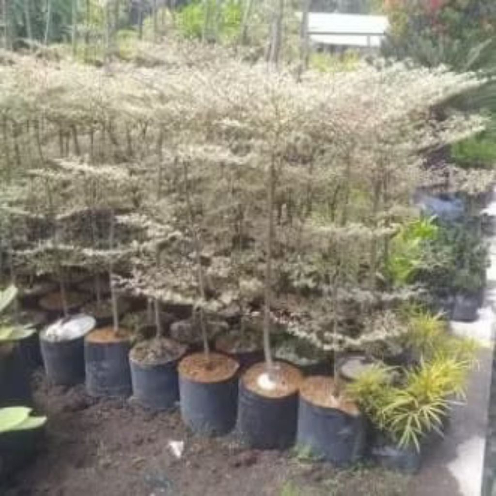 Tanampan ketapang putih varigata//tinggi 1 meter lebih//varigata daun mini