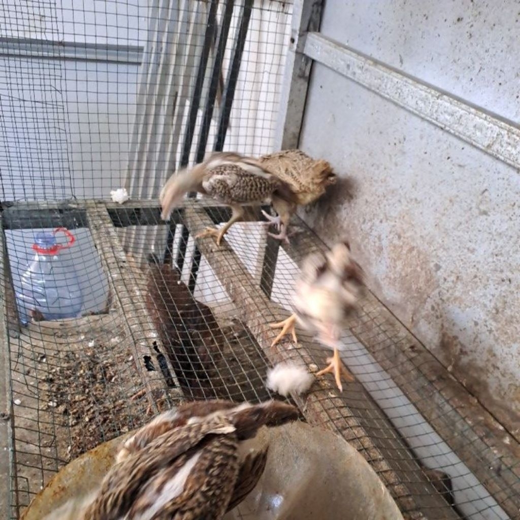 Anak Ayam Hidup/Anak Ayam Kampung