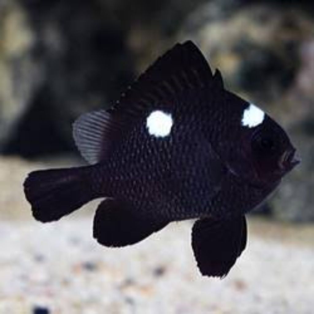 ikan betok dakocan