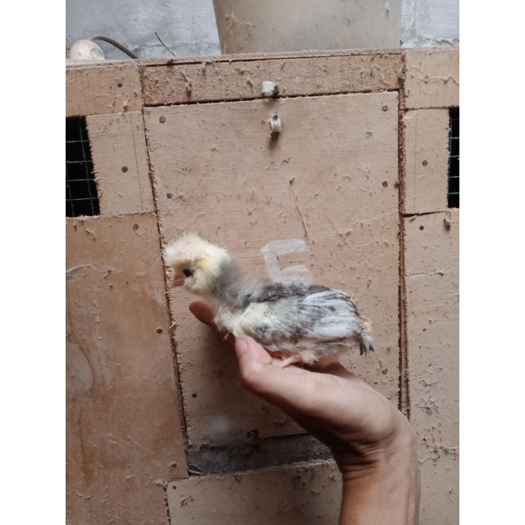 Ayam Poland | Ayam Jambul | Ayam Hias | Usia 2 Minggu | Yan45
