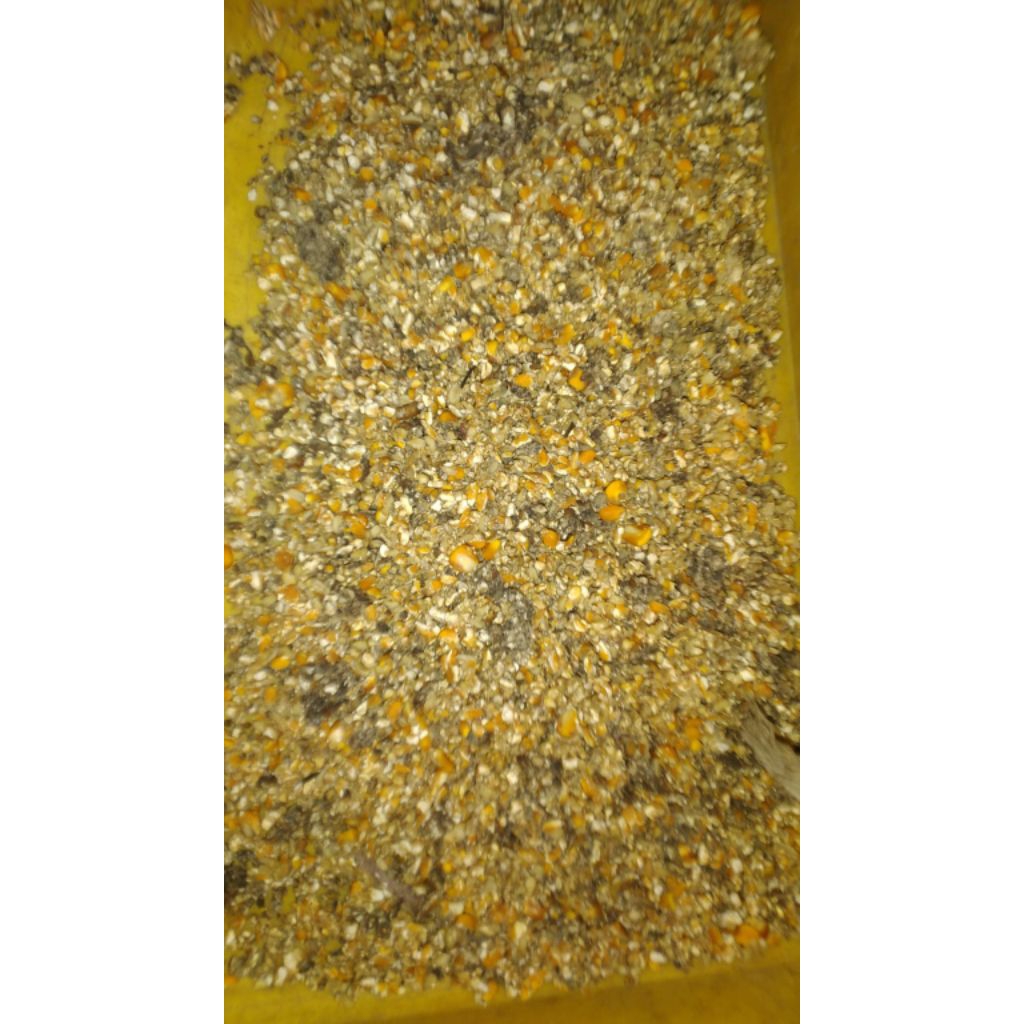 jagung pakan ternak