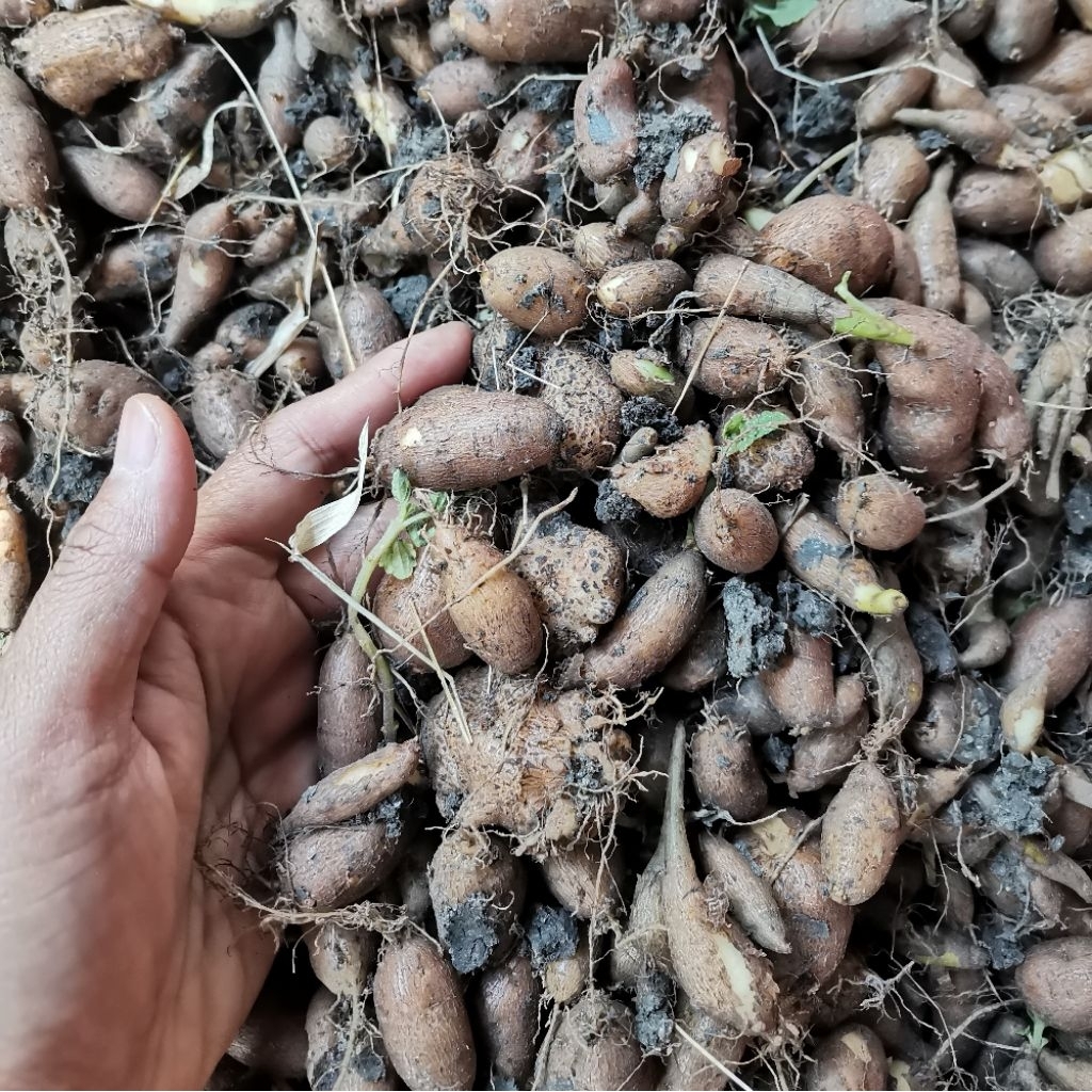 Kentang Hitam Kleci Kentang Diet