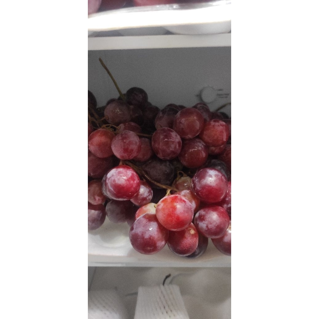 ANGGUR RED CHILI 500GR,READY SIAP KIRIM, JEMBER KOTA