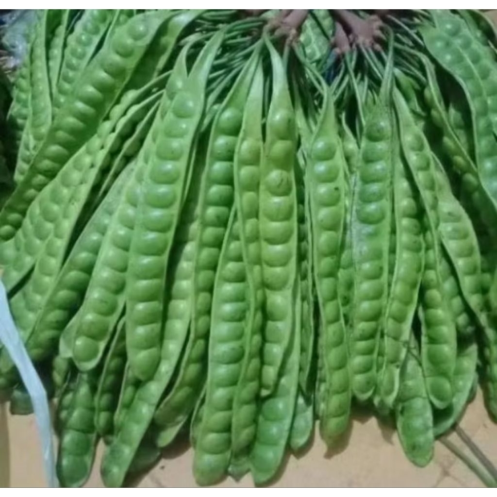 PETE SUPER KUALITAS BAGUS BIJI PETE BESAR DAN PANJANG2 HARGA MURAH 10 LONJOR/PAPAN