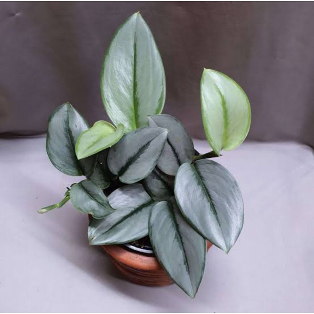 Scindapsus moonlight - tanaman hias scindapsus moonlight