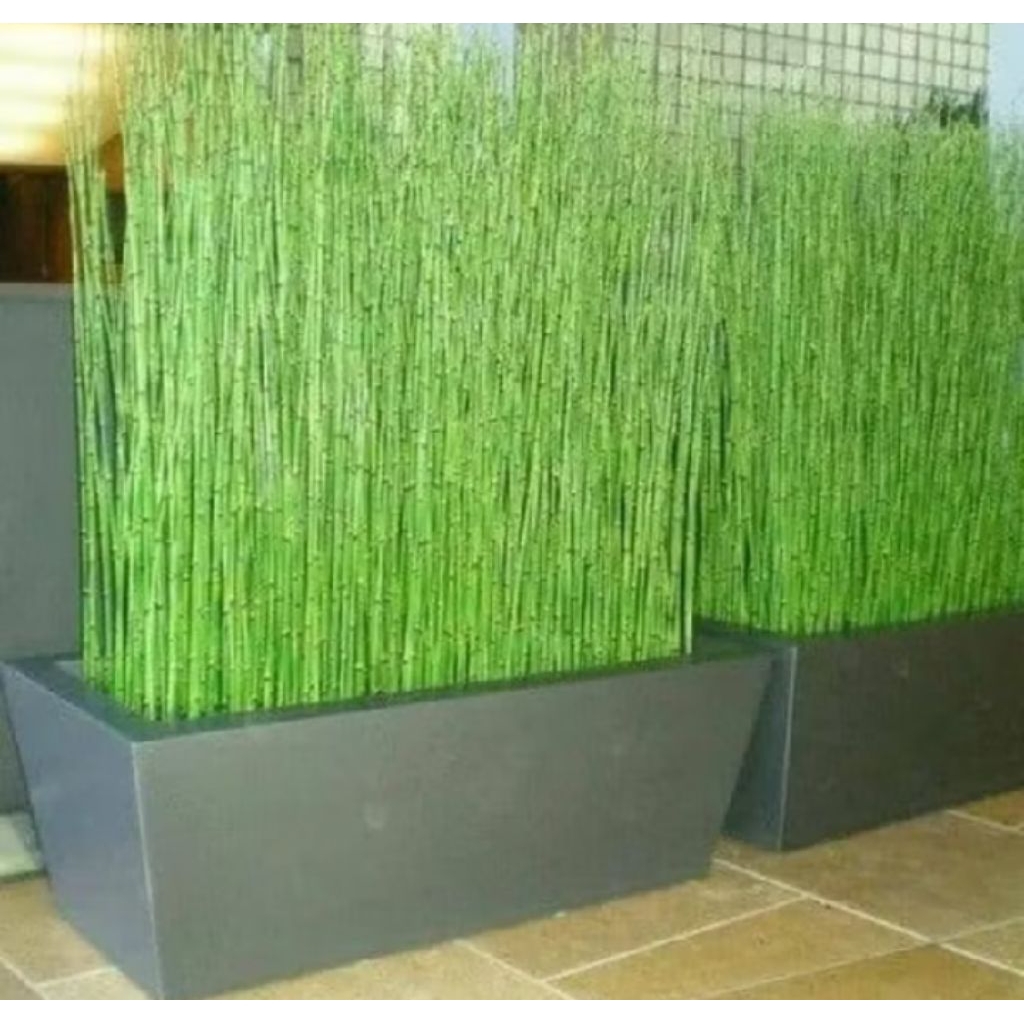 Tanaman Hias Bambu Air / Bambu Hoki / Ekor Kuda Asli Petani