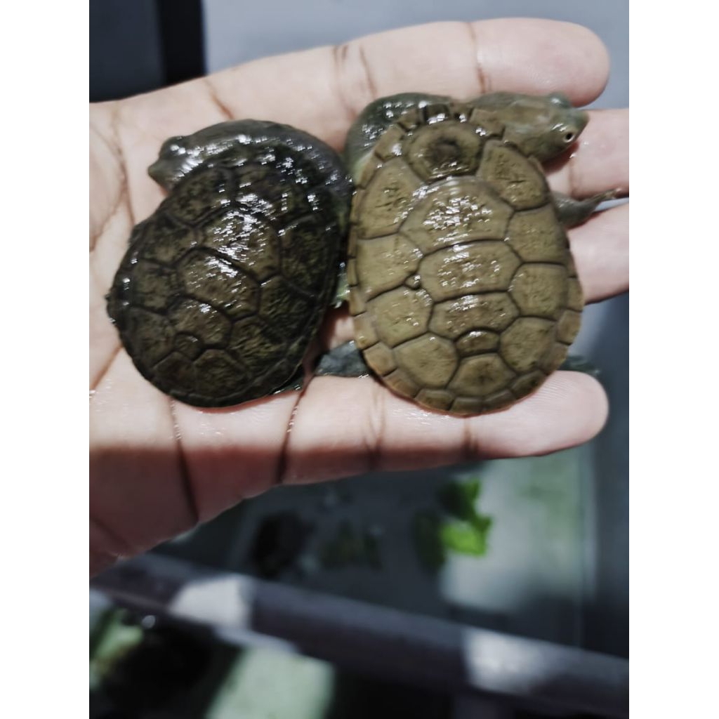 kura leher panjang siben