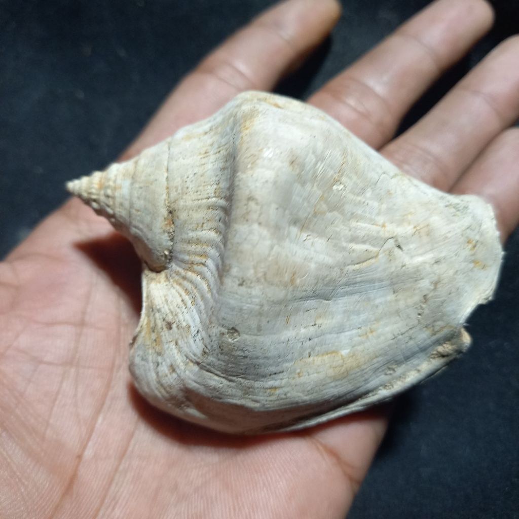 keong purba