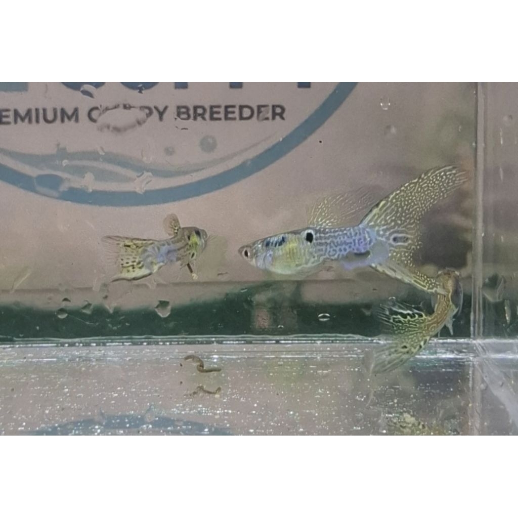 japanese blue sword guppy siap breeding