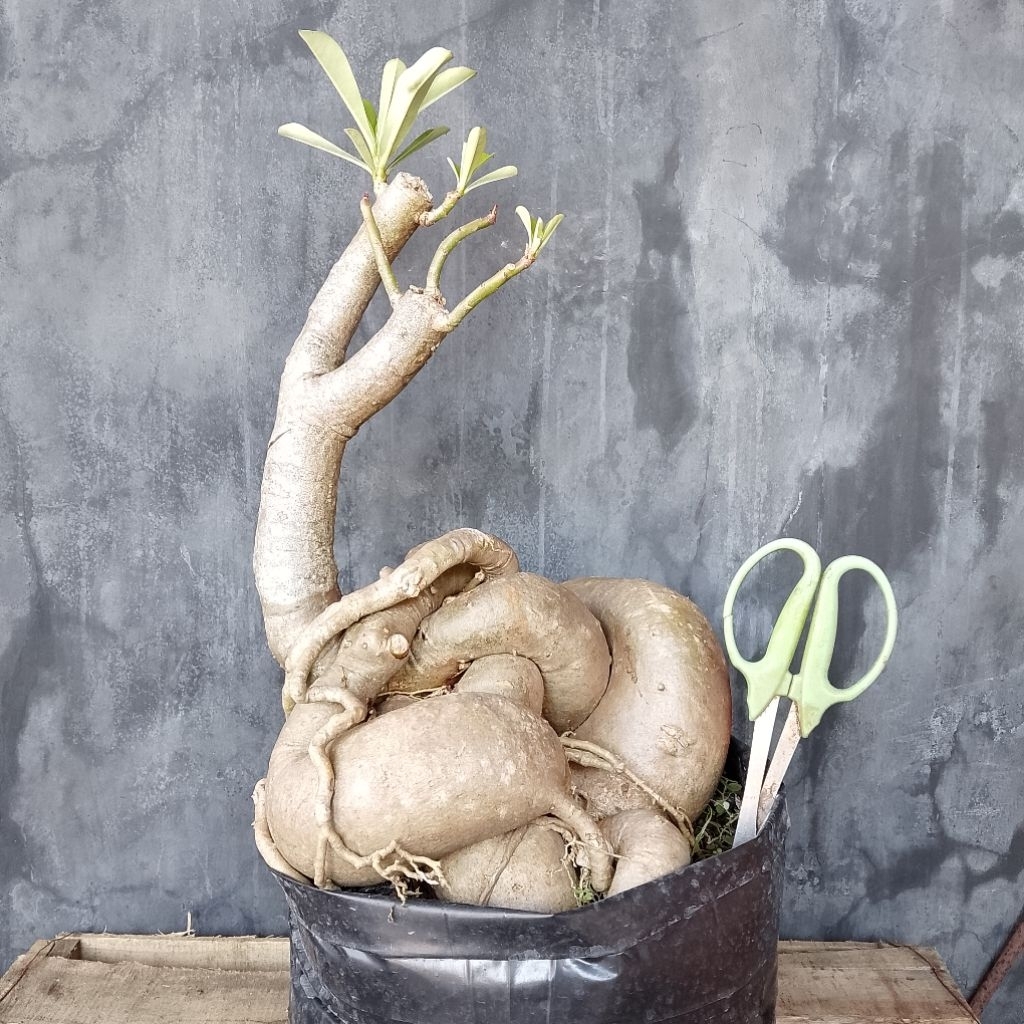 Adenium bonggol jumbo | Bonsai kamboja Jepang real pict