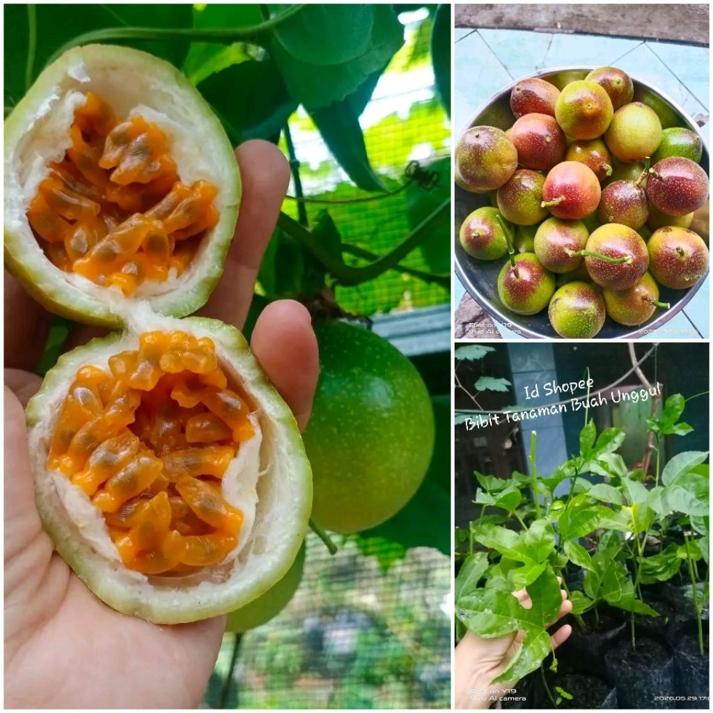 Bibit Markisa Madu