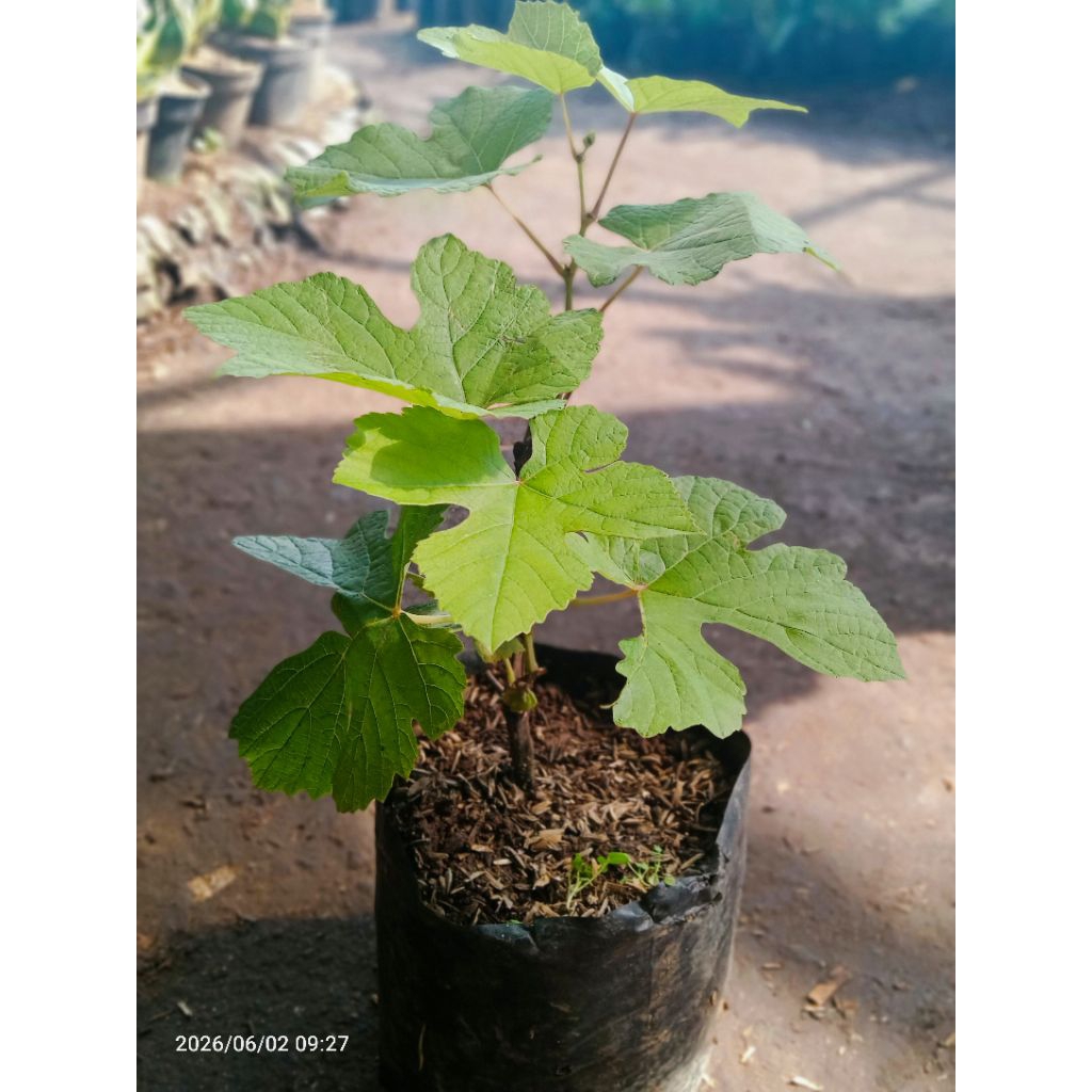 bibit pohon anggur import/buah anggur import
