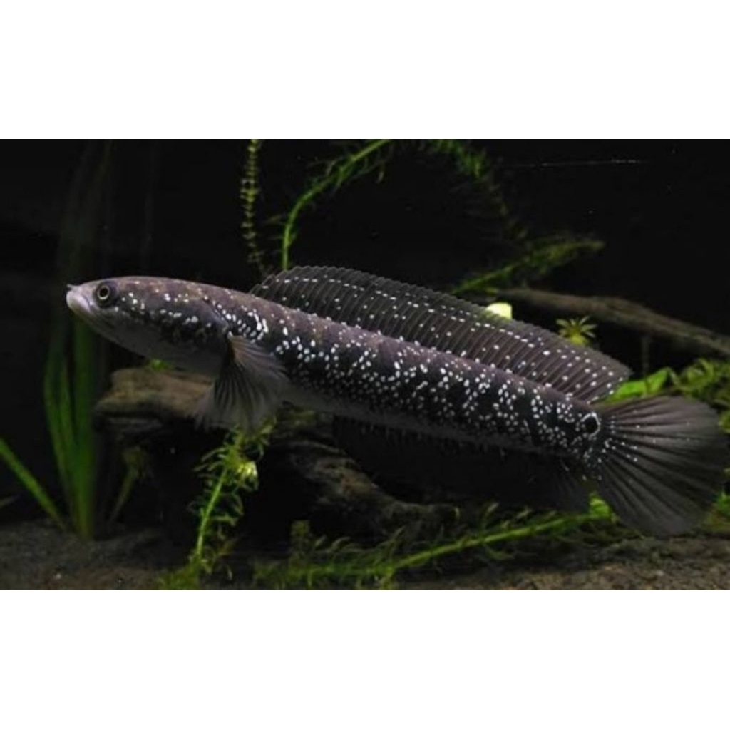 Hiasan Aquarium Chana Asiatica WS 7-8Cm Grade AAA+++ (Free Packing)