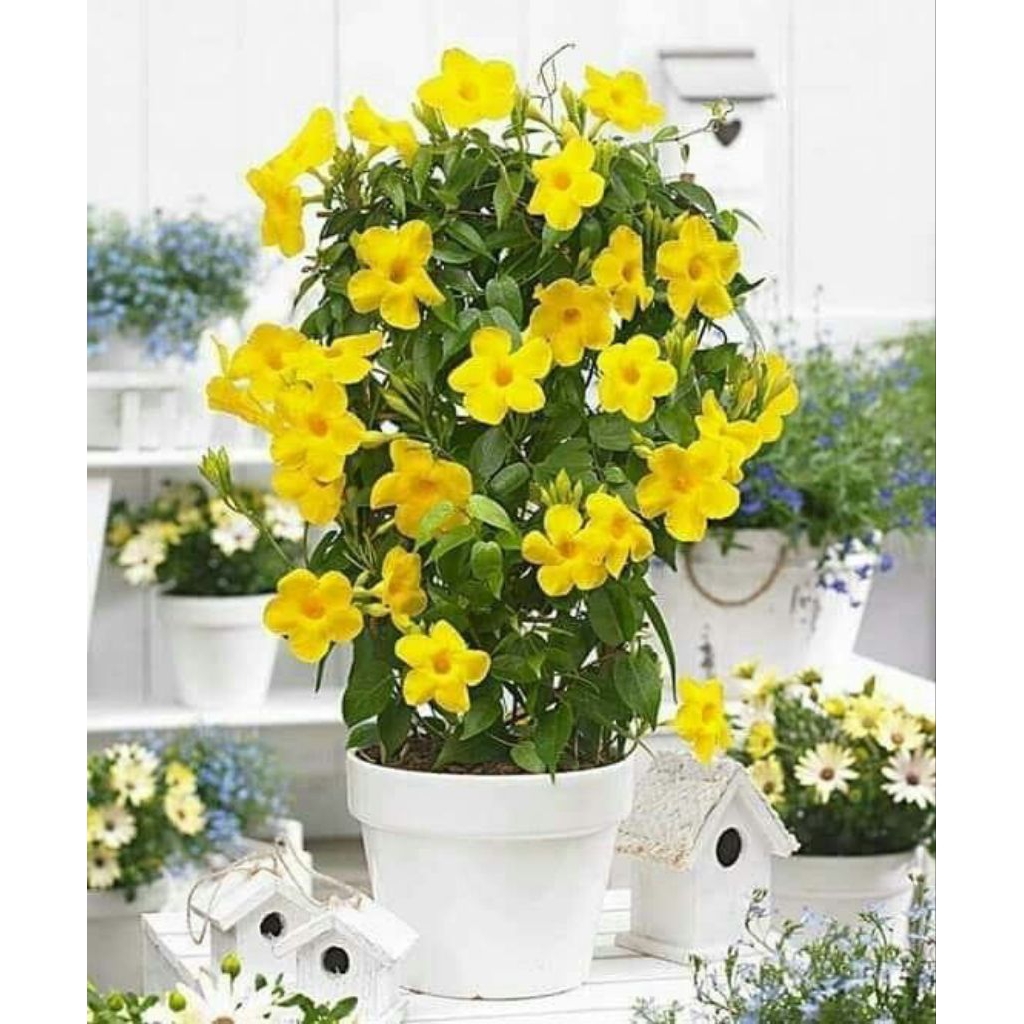 Alamanda bunga kuning - Pohon alamanda bunga kuning