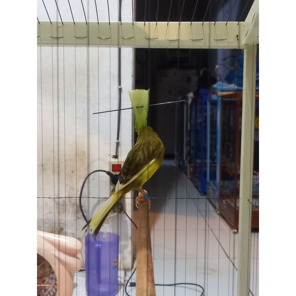 Kenari F1rasmi gacor