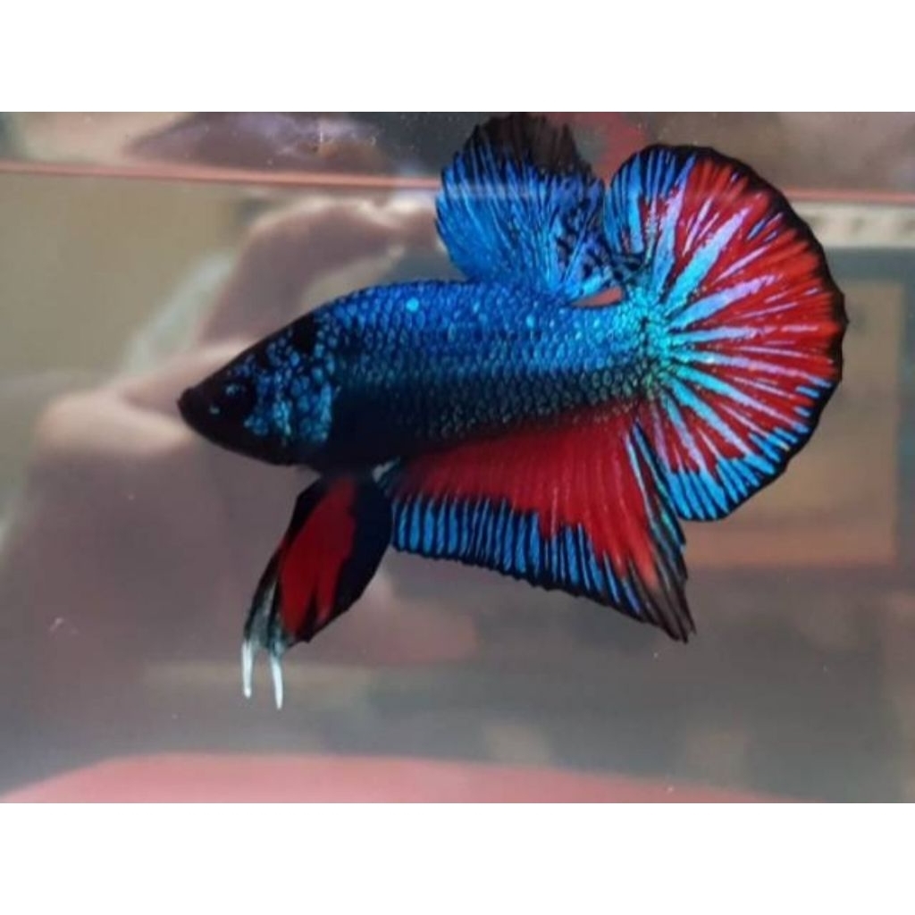 Hiasan Aquarium Cupang Katung Cupang Bagan Cupang Alam Betta Imbellis Dewasa Size L (Free Packing)