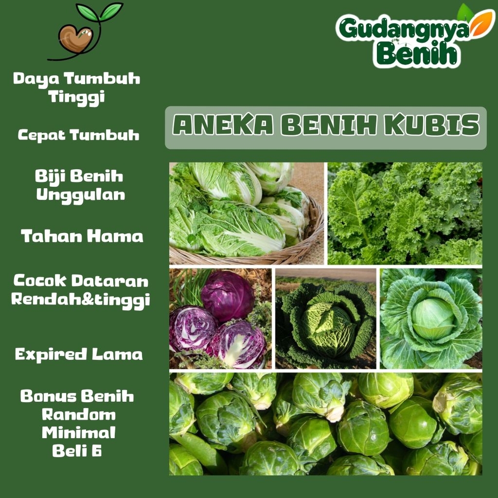GUDANGNYA BENIH - BIJI BENIH KUBIS | KUBIS SAVOY | KUBIS UNGU | KUBIS DAUN