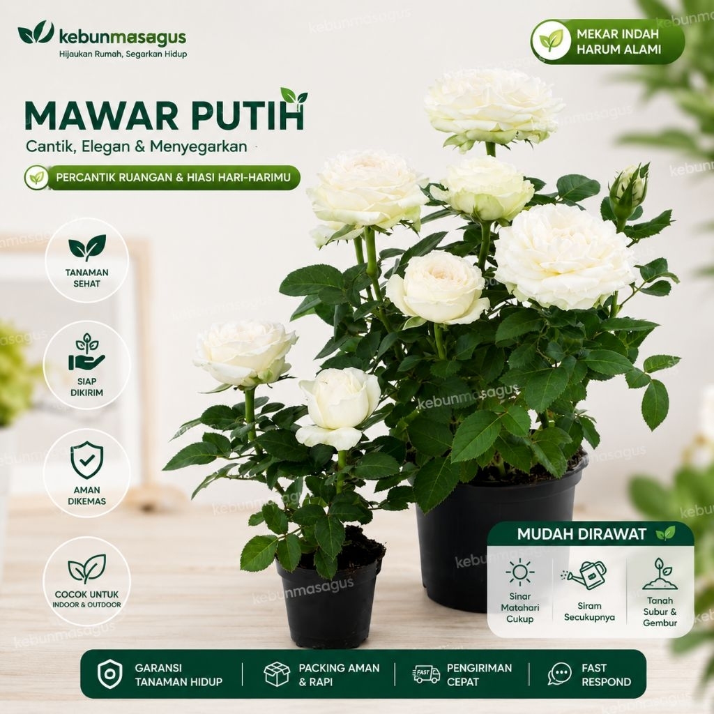 Tanaman Hias Bunga Mawar Putih Hidup - Tanaman Hias Mawar Putih Hidup - Bunga Mawar Putih Hidup