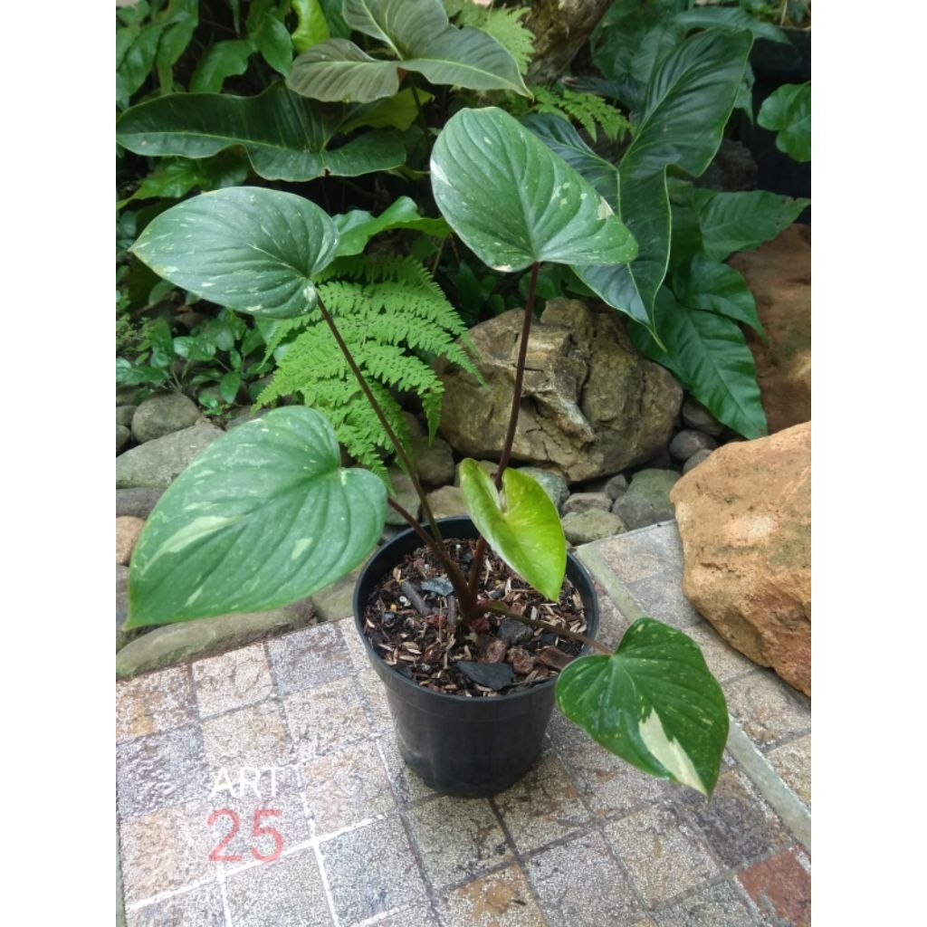 Homalomena Rubescens 'Stardust' Variegata Homa Varigata Sesuai Foto