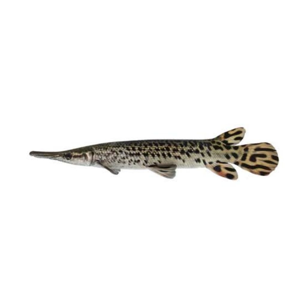 ALIGATOR SPATULA