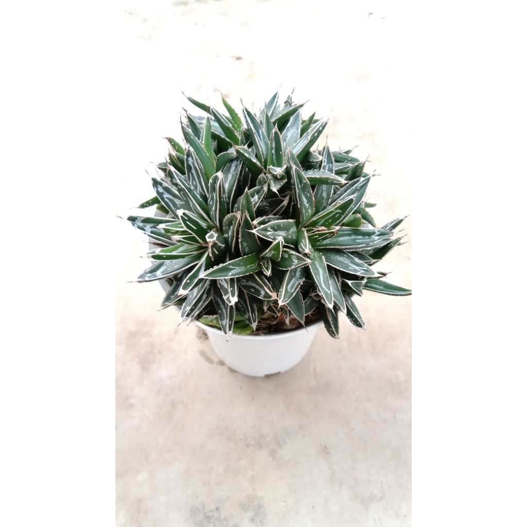 Agave tipx cluster jumbo
