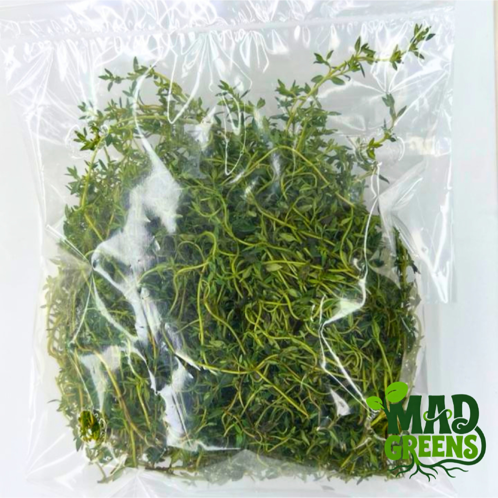 MADGreens - Daun Thyme Segar 50gr