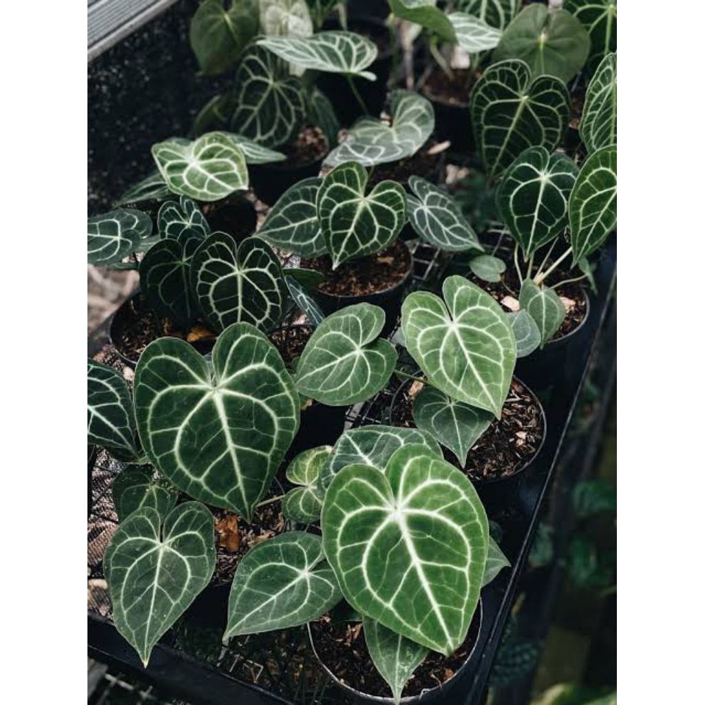Anthurium King Clarinervium (tarantula)