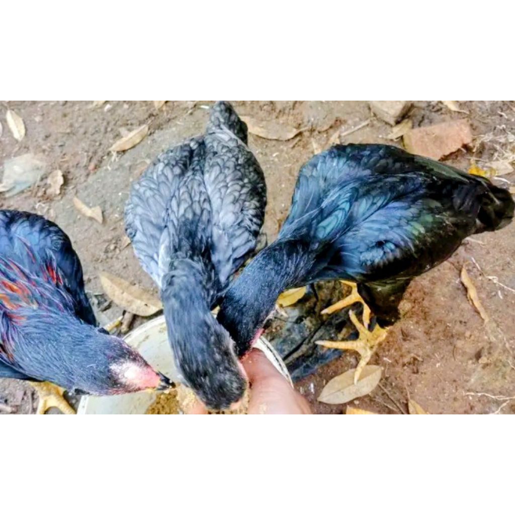 ayam betina Bangkok muda 3bulan lebih