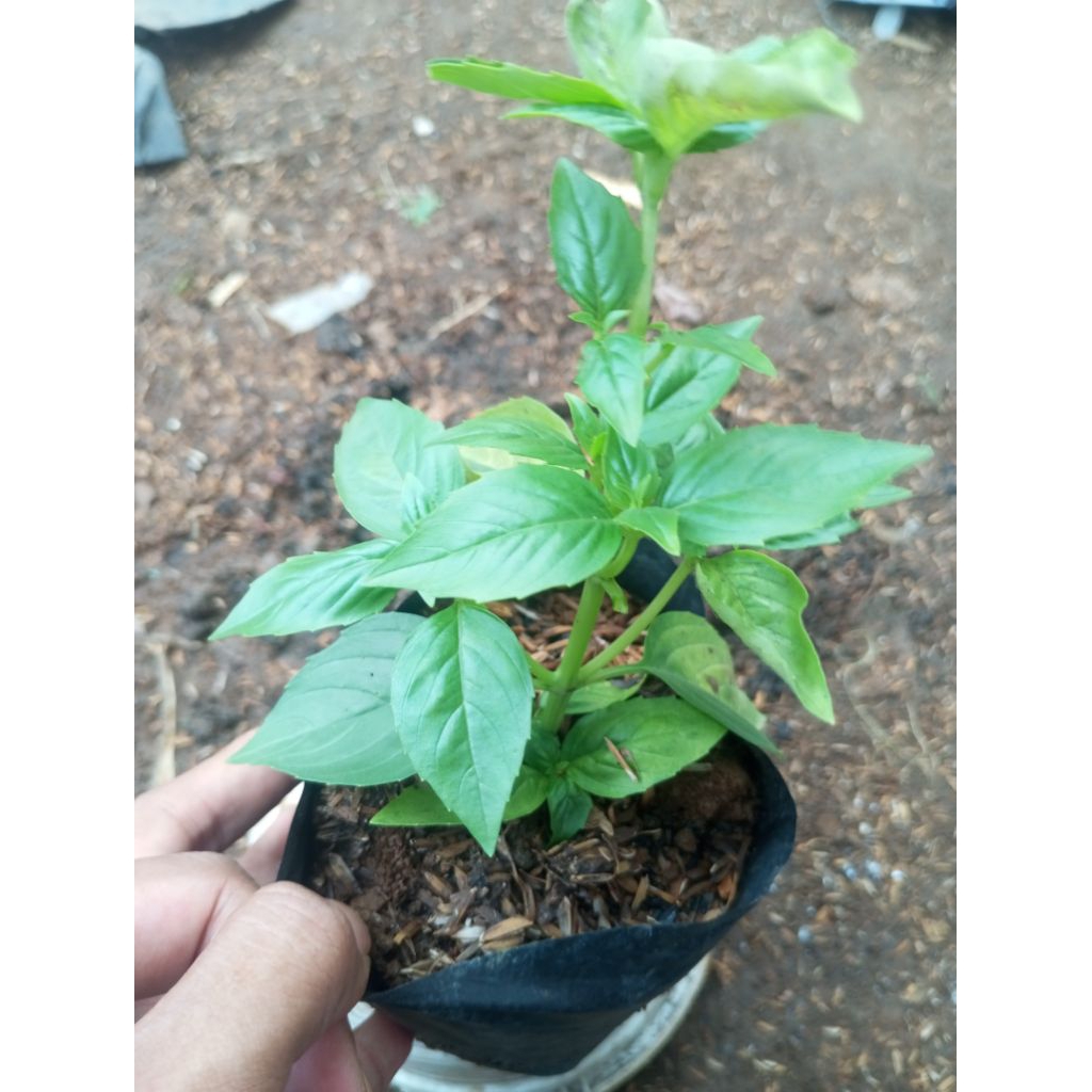 sweet basil/swite basil/sweat basil/swit basil/tanaman herbal