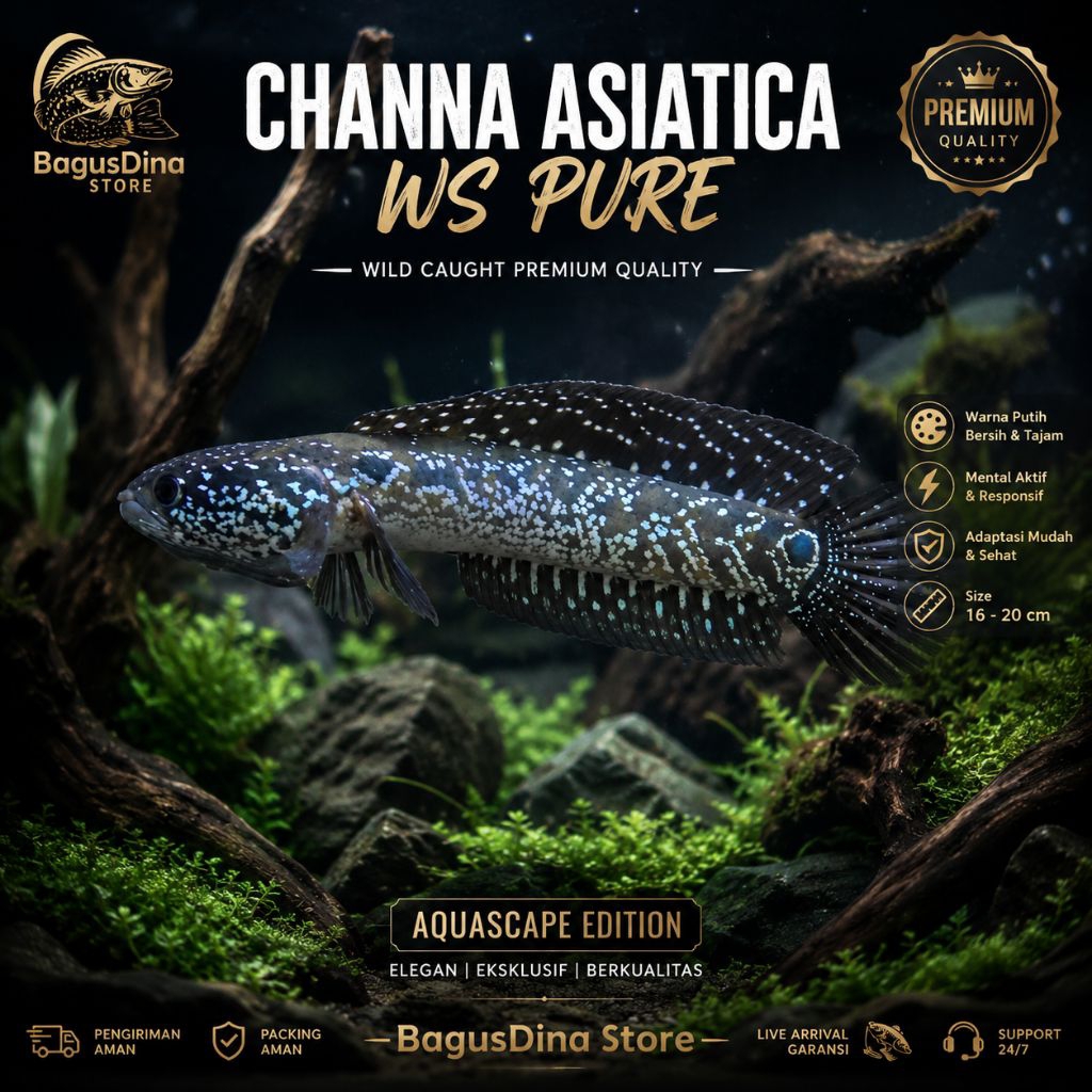 Channa Asiatica Ws Pure