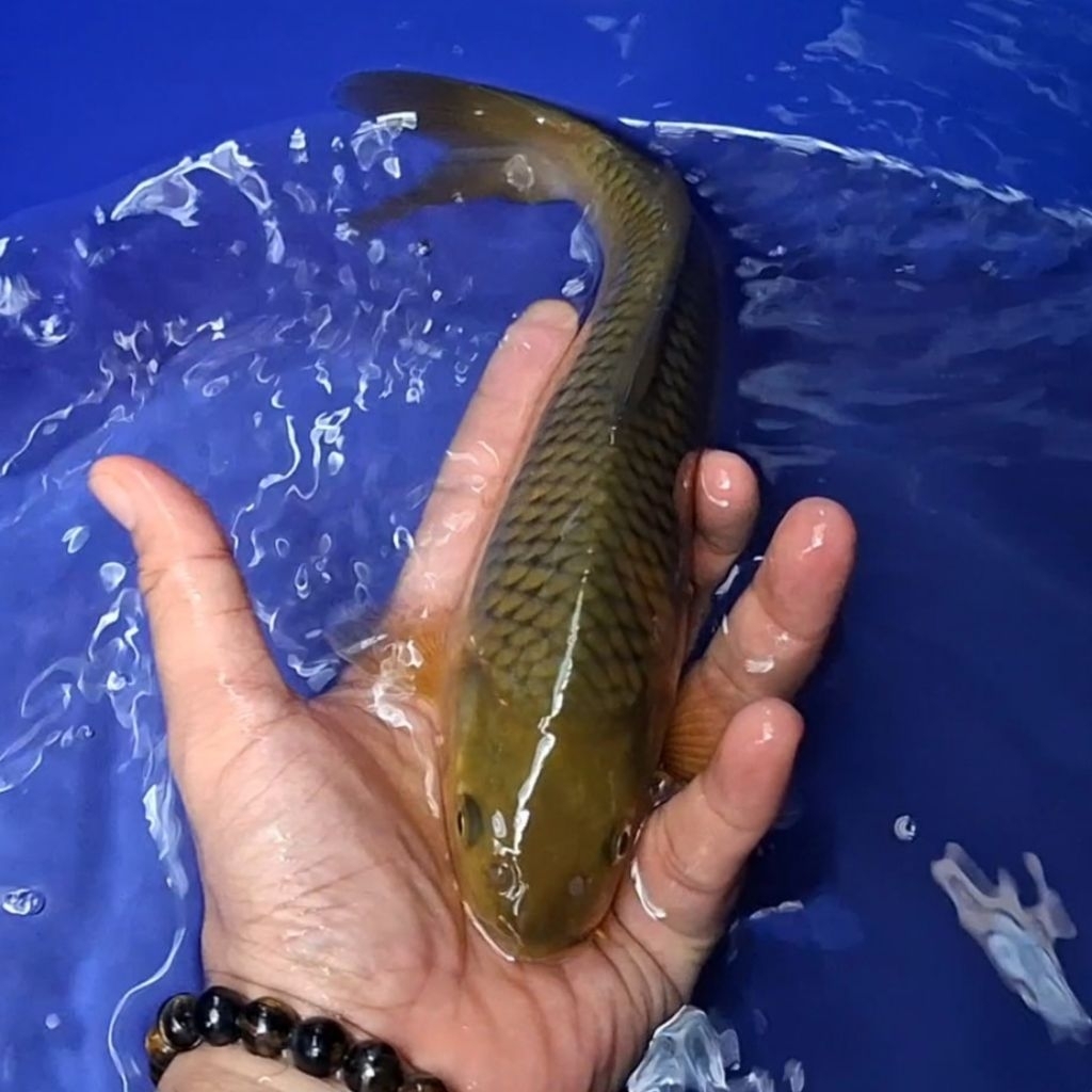 Ikan Koi Blitar Jenis Chagoi / Rumah Koi Jakarta / kode 001