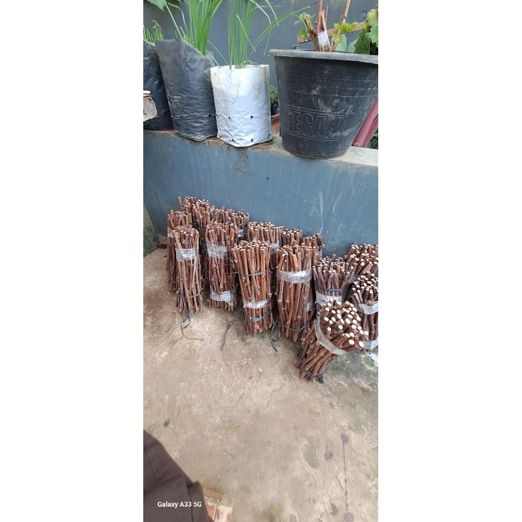 Batang Anggur Import Berbagai Jenis 040626