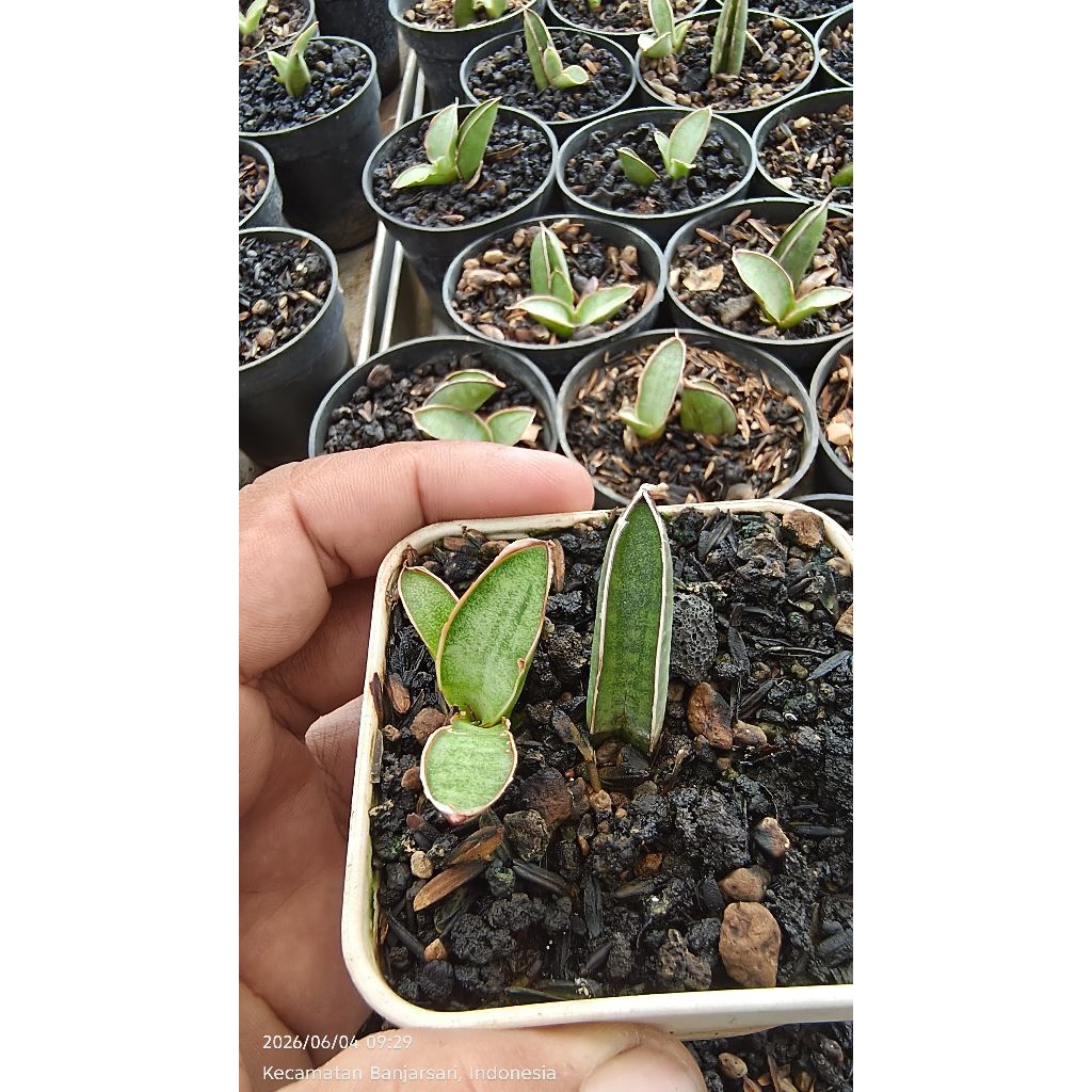 sansevieria eilensis / eliensis / king of sanse , bukan boncel