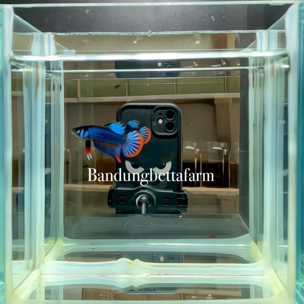Wild Betta Imbellis