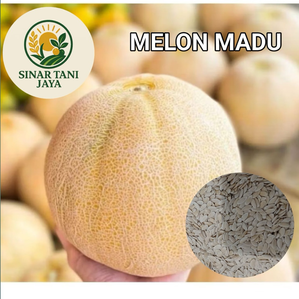 100 BIJI BENIH MELON MADU SUPER MANIS
